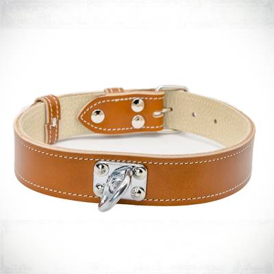 Nähe ein braunes Lederhalsband mit Beschlägen