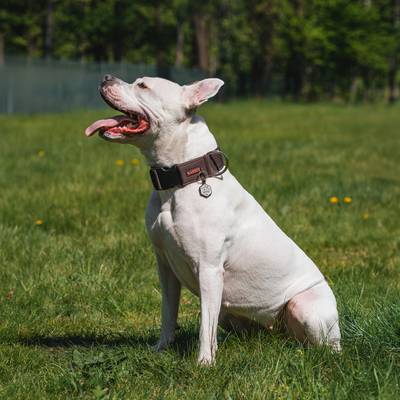 Collar de softshell marrón con cierre rápido de plástico