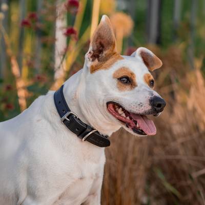 Schwarzes Hunde-Lederhalsband mit Edelstahlbeschlägen