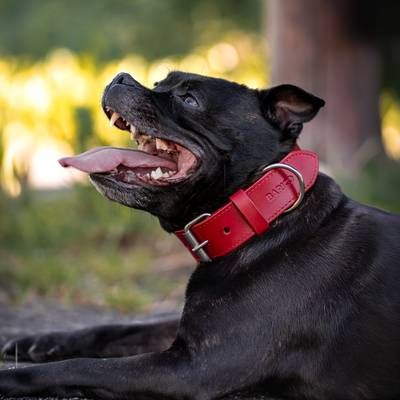 Crea un collar de cuero rojo con herrajes inoxidables