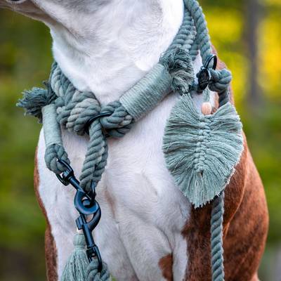 Cose un collar y correa de algodón