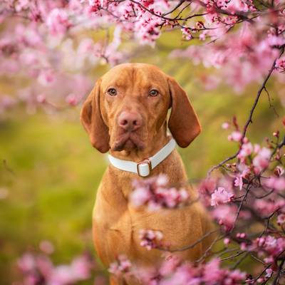 DIY: Collar blanco para perro, cinta impermeable y oro rosa