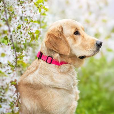Crea un collar rosa con cinta impermeable y herrajes negros