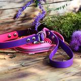 Lavender dog set
