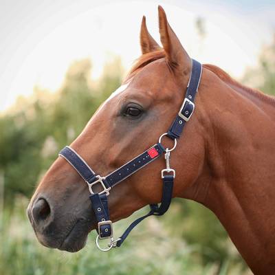 Dark blue Horse Halter