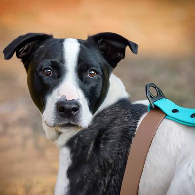 Harness for Dogs with Stainless Steel Triangle Buckle