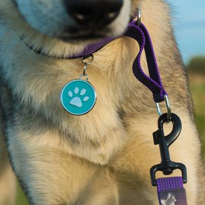 Dog set with ID tag