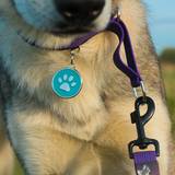 Dog set with ID tag