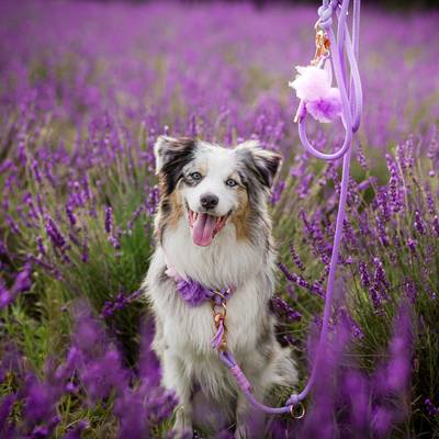 Lavender Braided Collar and Leash with Pink Fittings