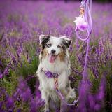 Lavender Braided Collar and Leash with Pink Fittings