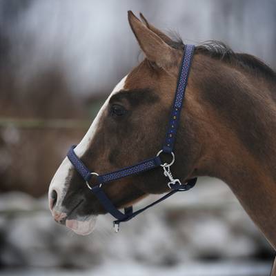Horse Halter with blue motiv