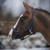 Horse Halter with blue motiv
