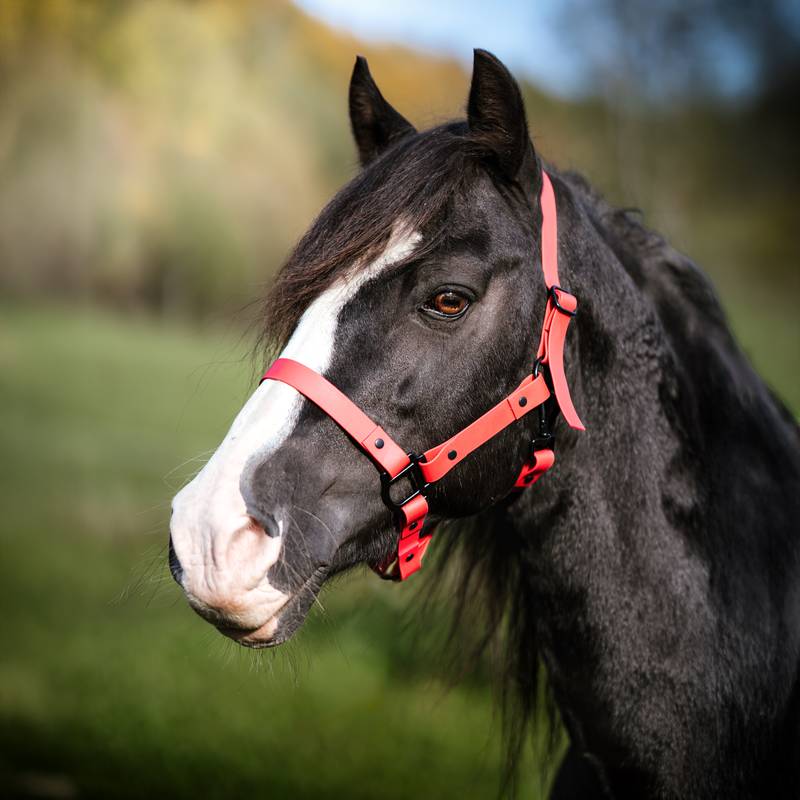 Lot De 100 Mousquetons En Plastique Pour Sac à Dos