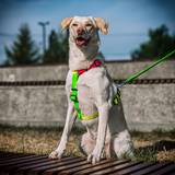 Colorful Dog Harness