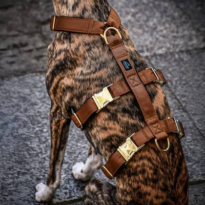 Brown Stylish Harness with Brass Hardware