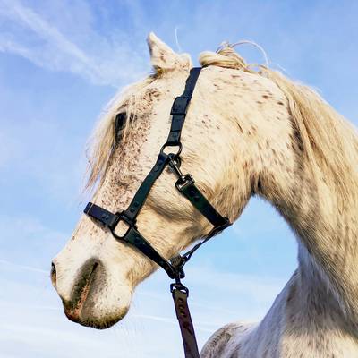 All Black Halter for Horses