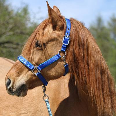 Horse halter with embroidery blue