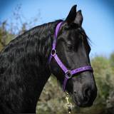 Horse halter with embroidery