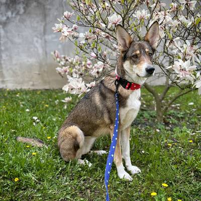 Collar and Leash with Heart Pattern