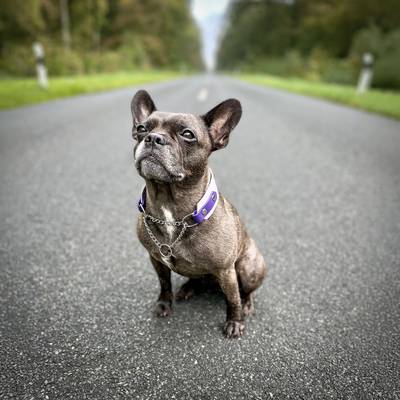 Levadula/purple collar with Martingale chain