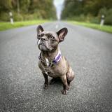 Levadula/purple collar with Martingale chain