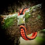 Example of use #1: Paracord ø 4 mm – Orange