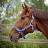 Sky blue Horse Halter zoom