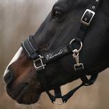 Black Horse Halter with crystal