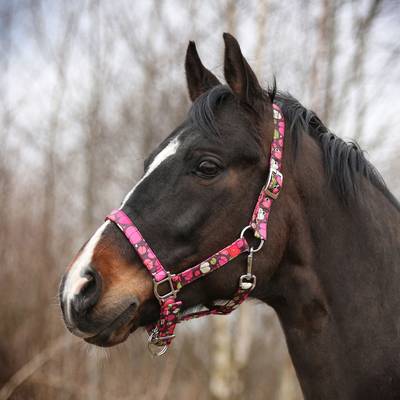 Pink Horse Halter
