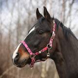 Pink Horse Halter