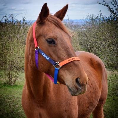 Colorful horse halter
