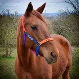 Colorful horse halter