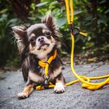 Collar with Leash for Small Dog Breeds