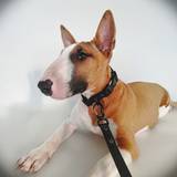 All Black Collar and Leash