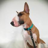 Mix of 3 colors dog leash and collar