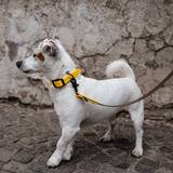 Set of Collar and Leash with Black Hardware