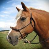 Bridle VARIANT