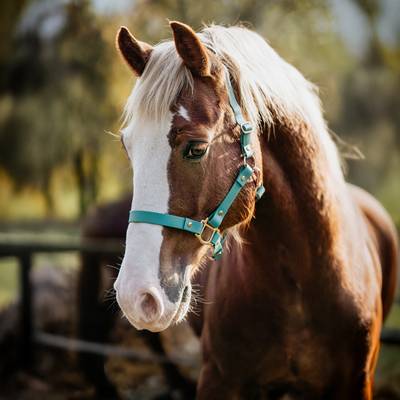 Make a turquoise halter with gold buckles