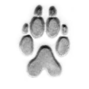 Empreinte de loup